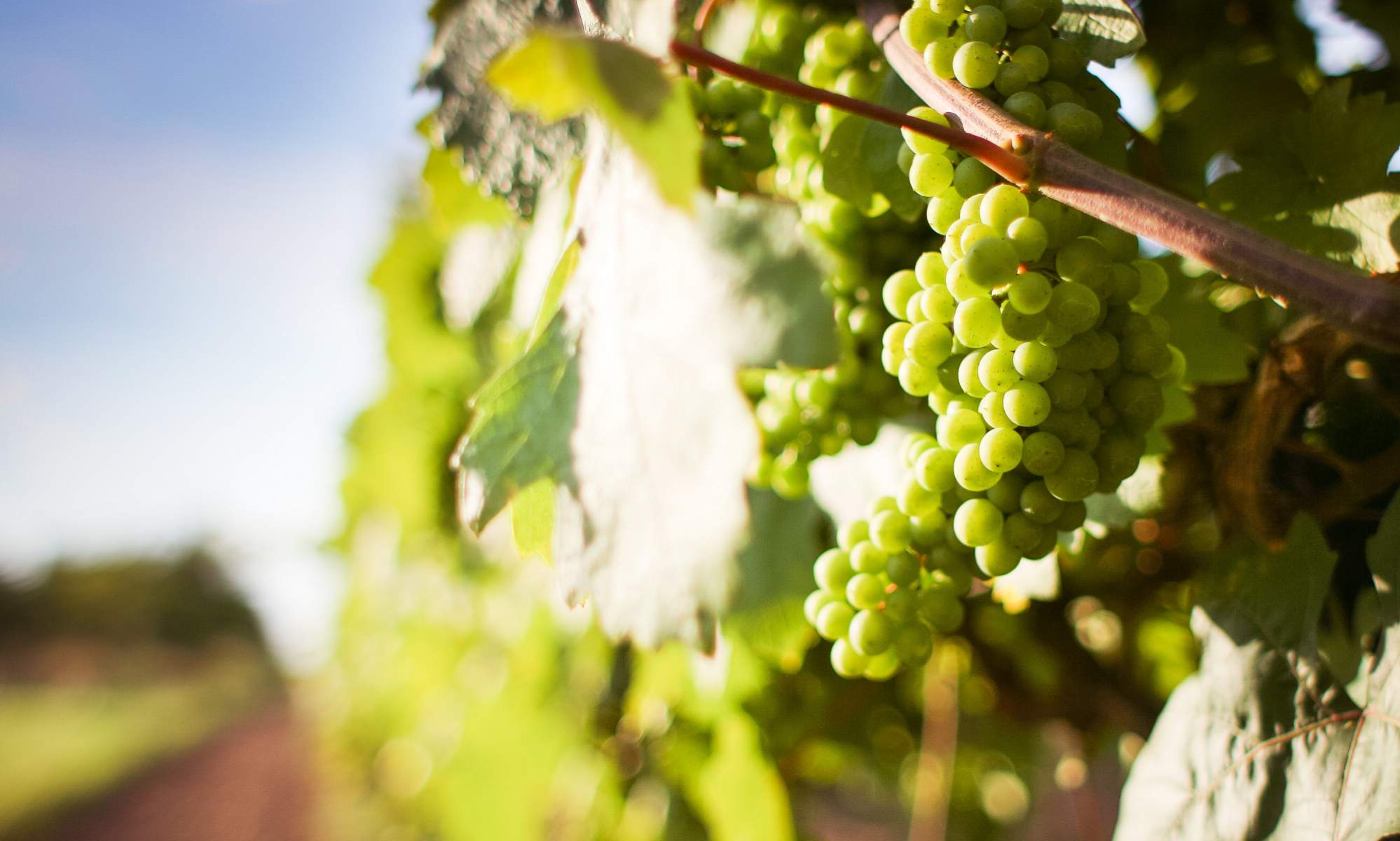 Riesling Bekenntnis